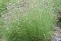 Blue grama Bouteloua gracilis, in the shortgrass prairie Royalty Free Stock Photo